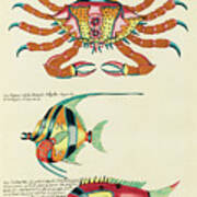 Vintage, Whimsical Fish And Marine Life Illustration By Louis Renard - Krabbe Marinne, Speer Visch Poster