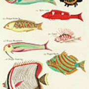 Vintage, Whimsical Fish And Marine Life Illustration By Louis Renard - Pesque Douwing, Poupou Royal Poster