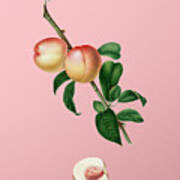 Vintage White Walnut Botanical Illustration On Pink Poster