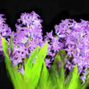Violet Hyacinths X104 Poster