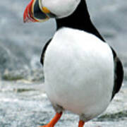 Waltzing Puffin Poster