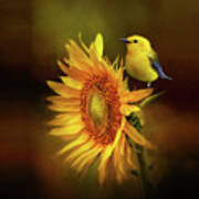 Warbler With Sunflower Poster