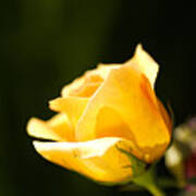 Warm Yellow Rose Bud Poster