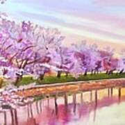Washington Dc Cherry Blossoms Poster