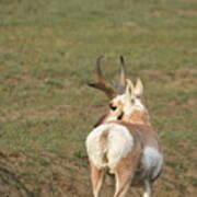 Watchful Antelope Poster