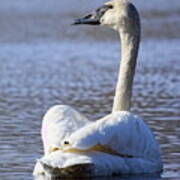 Watchful Trumpeter Swan Poster