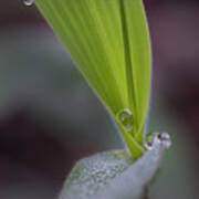 Water Drop On Grass Poster