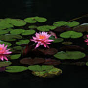 Water Lilies 9 Poster