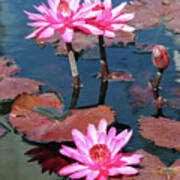 Water Lilies At Naples 4 Poster