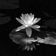 Water Lily In Black And White Poster