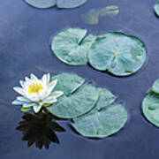 Water Lily Named For A Nymph Poster