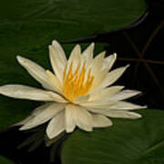Water Lily On Pad Poster