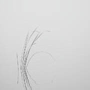 Water Reed In Black And White Poster
