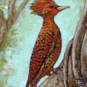 Waved Woodpecker---brazil Poster
