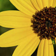 West Coast Dune Sunflower Poster