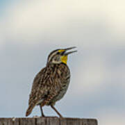 Western Meadowlark 2014 Poster