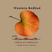 Western Redbud Cercis Occidentalis Poster