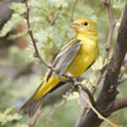 Western Tanager In The Forest Poster