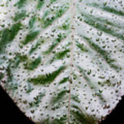 Wet Elephant Ear Plant In Morning Light Poster