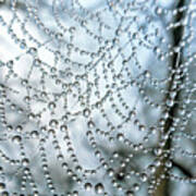 Wet Spider Web Poster