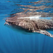 Whale Shark - Rhincodon Typus Poster