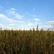 Wheat Field Poster