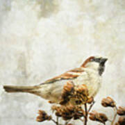 Where The Sparrow Perches Poster