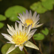 White And Yellow Water Lily In A Garden Pond Poster