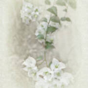 White Bougainvillea Poster