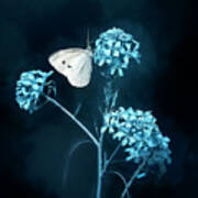 White Butterfly On Blue Flower Poster