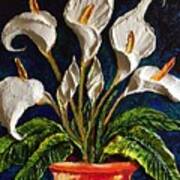 White Calla Lilies Poster