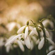 White Common Snowdrop - Prank Of Nature Poster