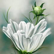 White Cosmos Flower And Bud Poster