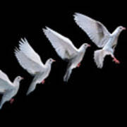 White Dove In Flight Multiple Exposure 4 On Black Poster