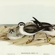 White-faced Storm Petrel Thalassidroma Marina Illustrated By Elizabeth Gould Poster