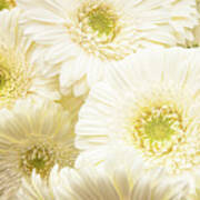 White Flower Bouquet Poster