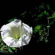 White Flower Petals Poster