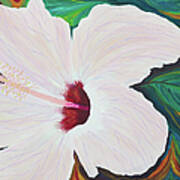 White Hibiscus Poster