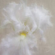 White Iris Iv Poster