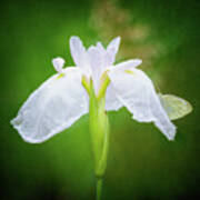 White Iris With Cabbage Butterfly Poster