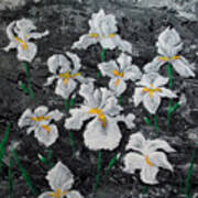 White Irises Poster