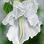 White Moonflower Unfurling In The Evening Poster