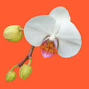 White Moth Orchid On Orange Poster