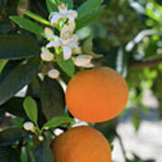 White Orange Blossom, Fruits And Floral Beauty In The Mediterranean Sunlight Poster