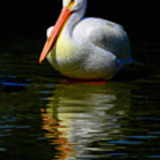 White Pelican Of The Night Poster