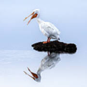 White Pelican Yawning Poster