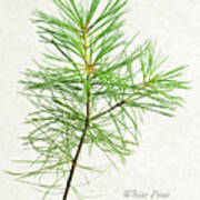 White Pine Poster