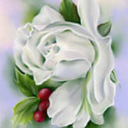 White Rose And Winter Holly Poster