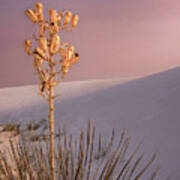 White Sands Yucca 2 Poster