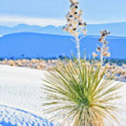 White Sands Yucca Poster